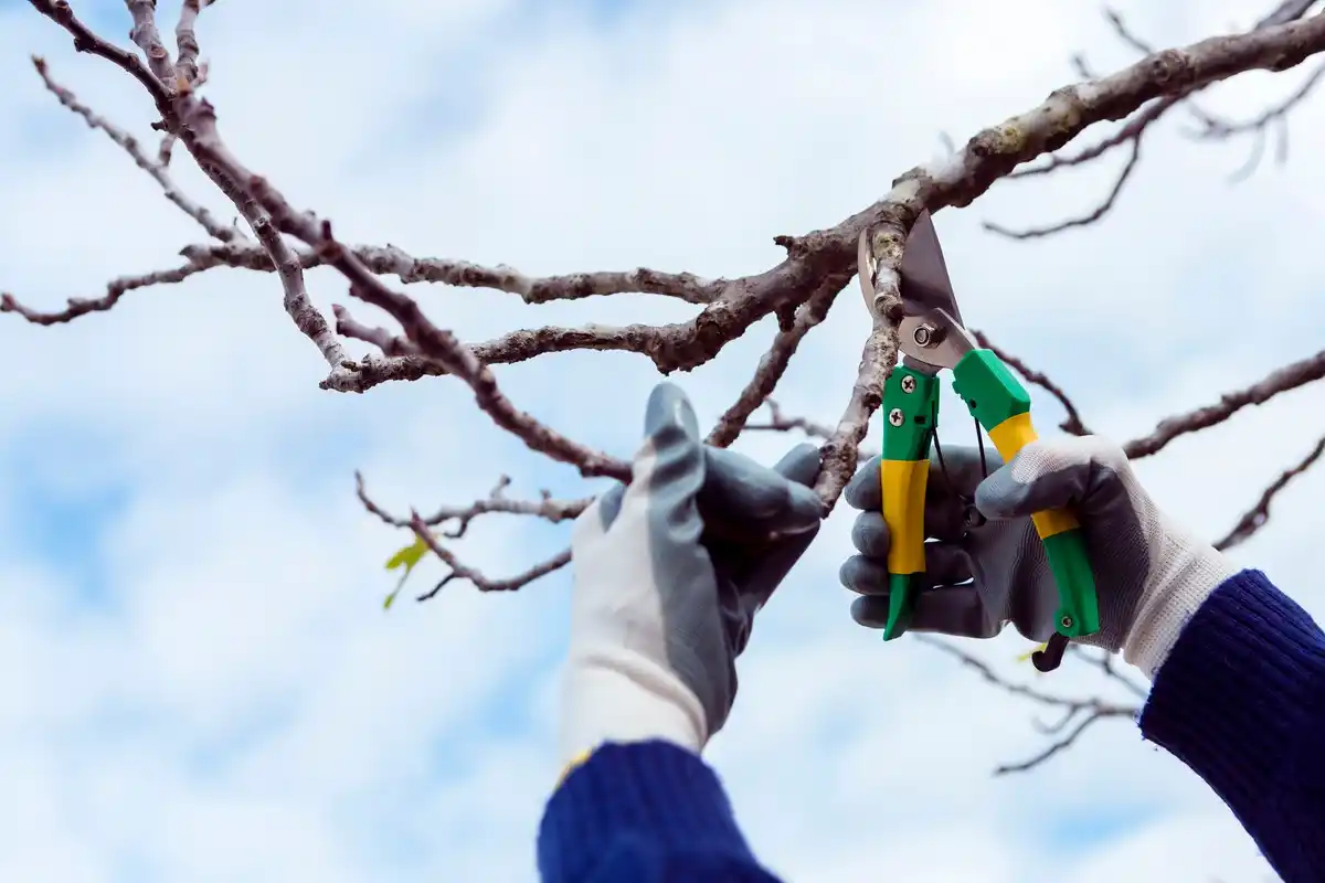 fruit tree pruning autumn netherlands garden tools