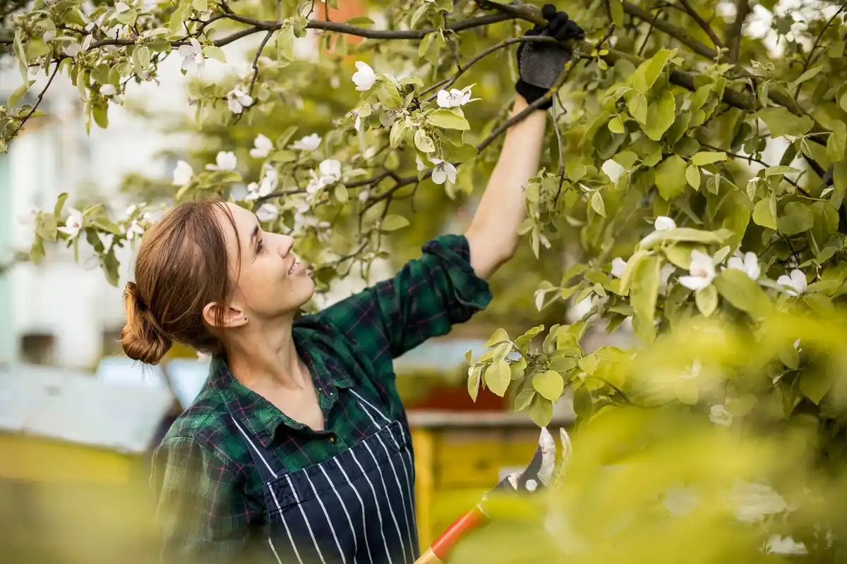 fruit tree pruning netherlands autumn