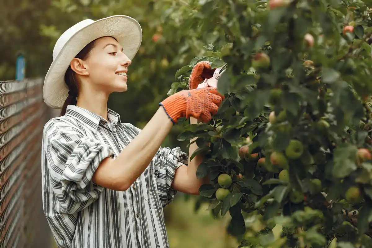 pruning fruit tree garden tools netherlands