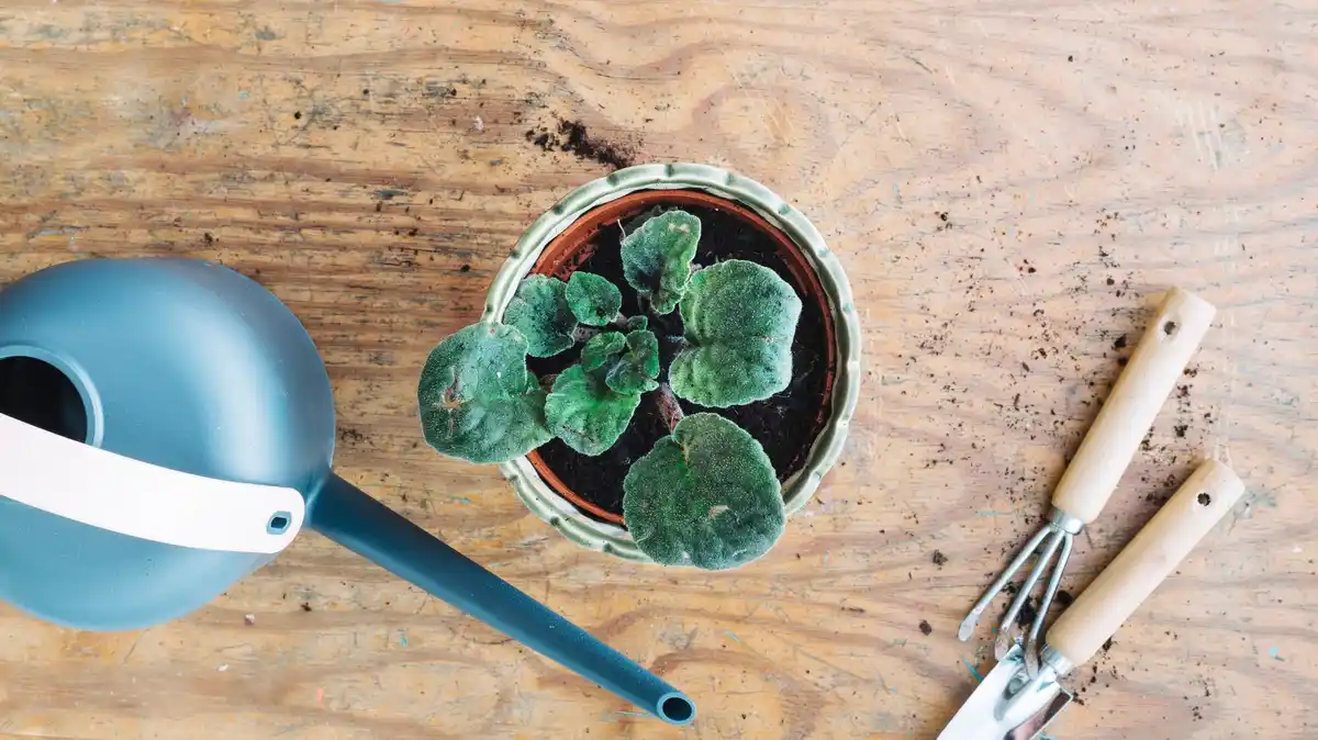 urban gardening container plants with self watering system