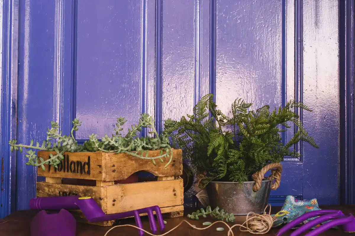 colorful balcony container garden dutch urban plants