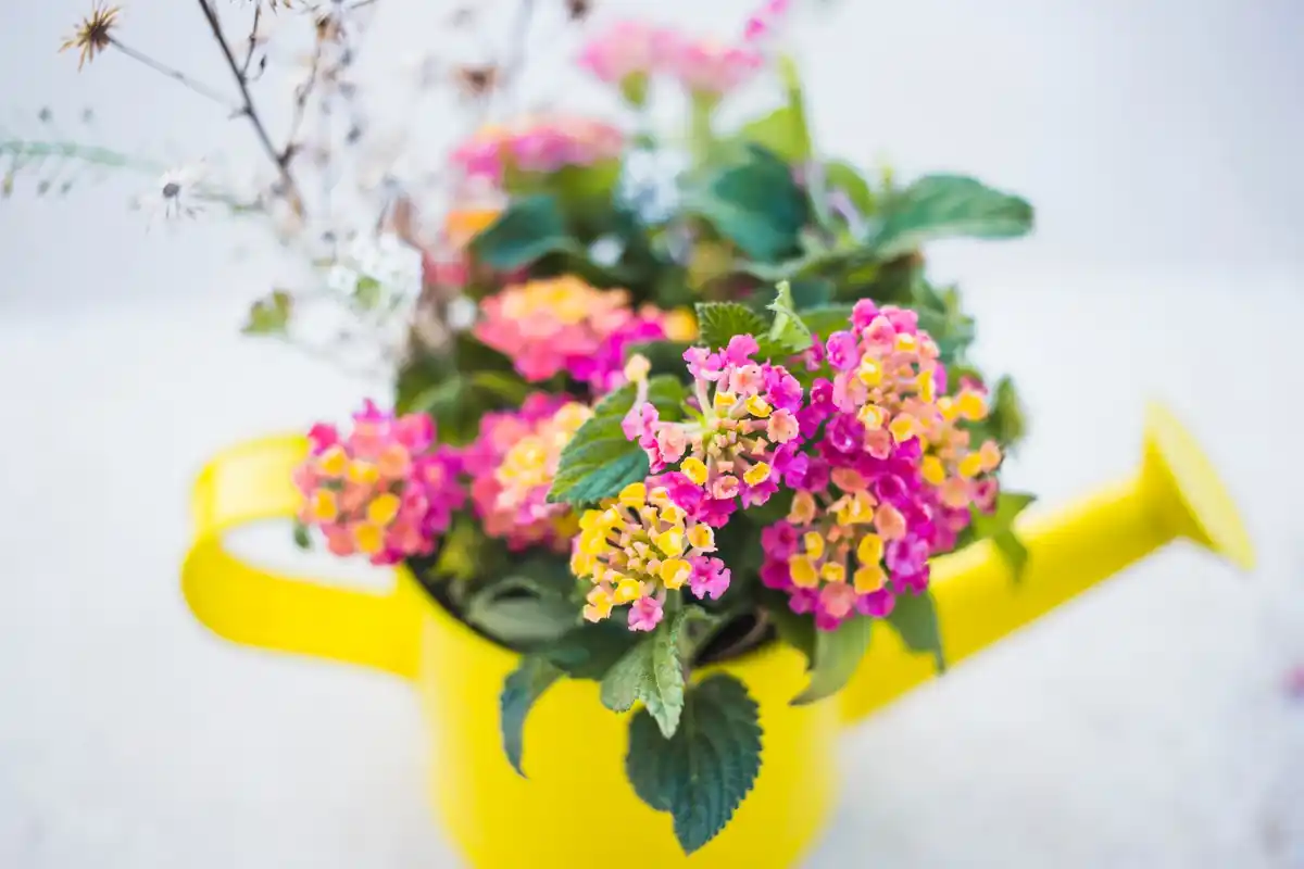 balcony container plants netherlands