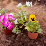 container plants growing outdoors colorful pots garden