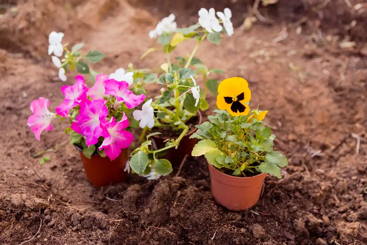 container plants growing outdoors colorful pots garden