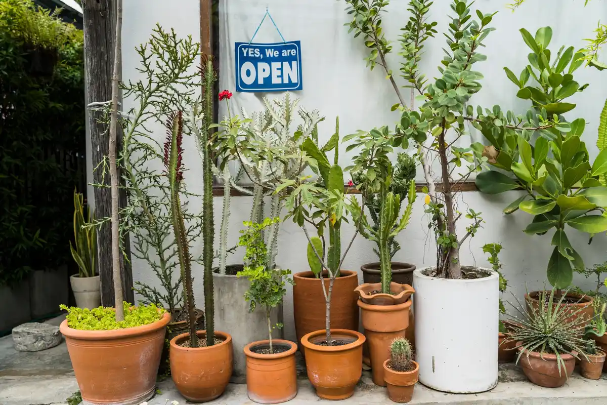 container plants growing in various sized pots outside