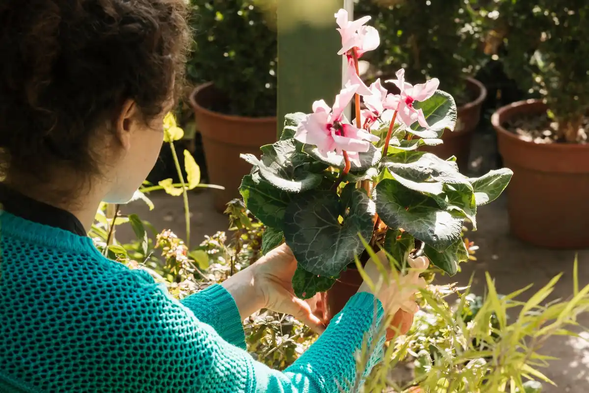 container plants being moved outdoors in different sun positions