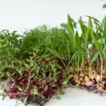 small Dutch vegetable garden with postelein and swiss chard
