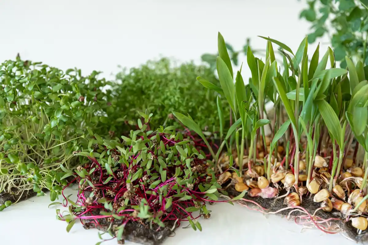 small Dutch vegetable garden with postelein and swiss chard