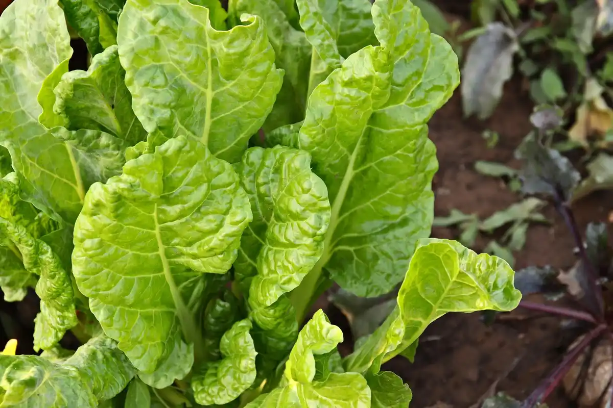 Swiss chard growing in Dutch garden soil