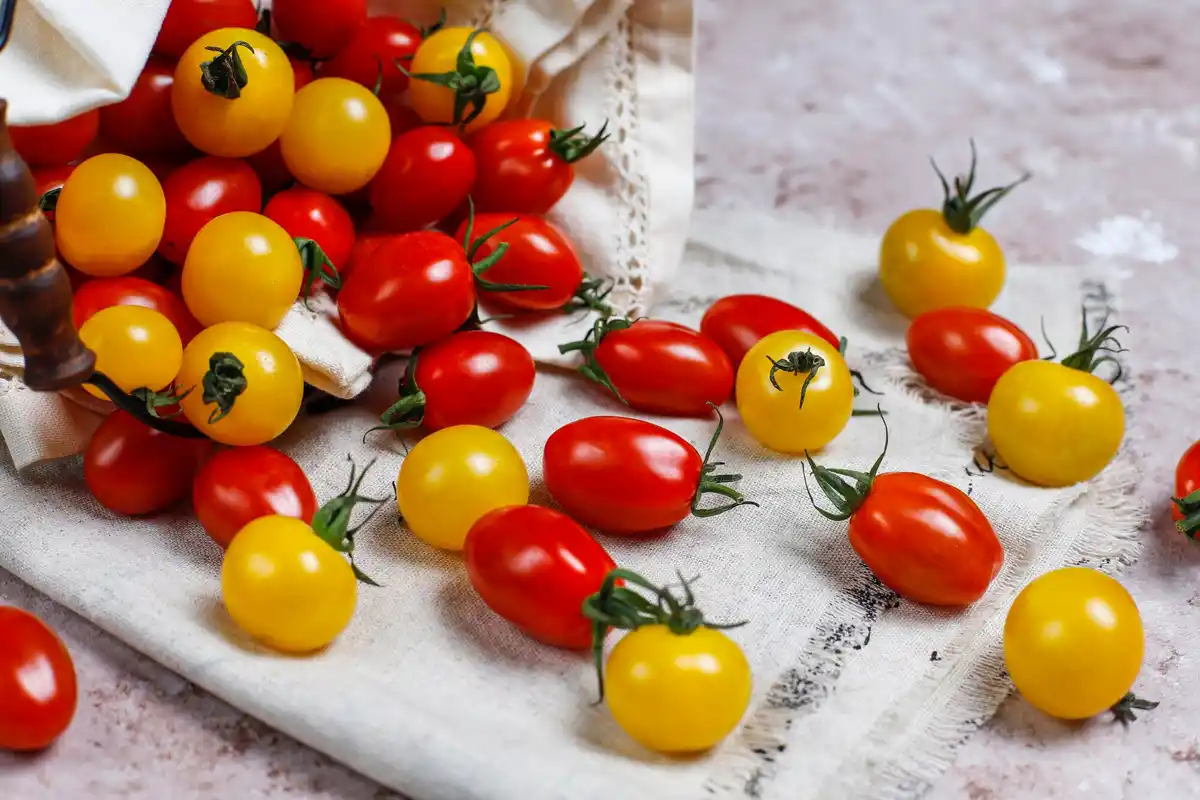 juicy ripe garden tomatoes close-up summer harvest