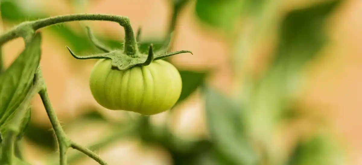 ripe tomato on vine summer garden