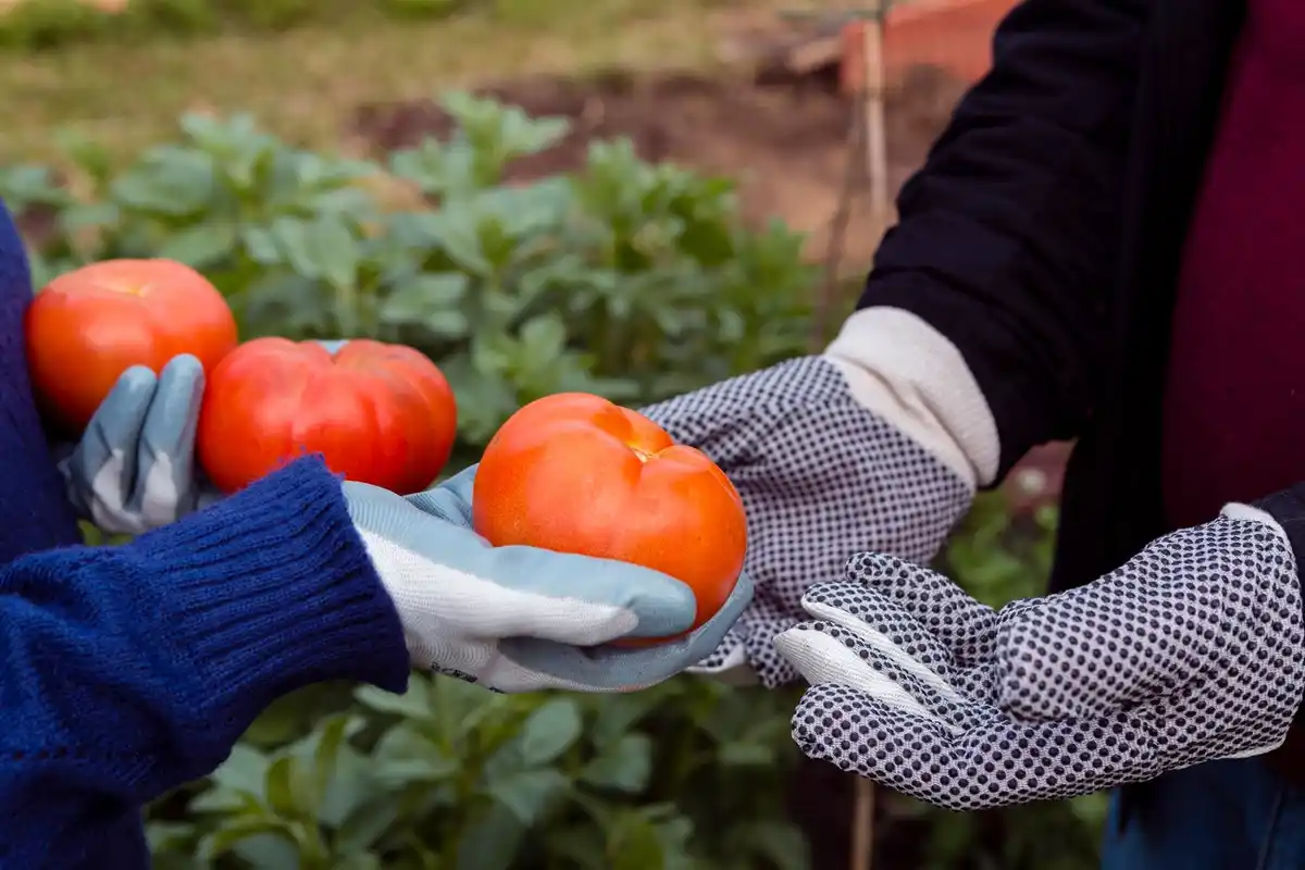 organic tomato plant fertilizing garden