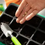 vegetable seed sowing garden close up soil watering