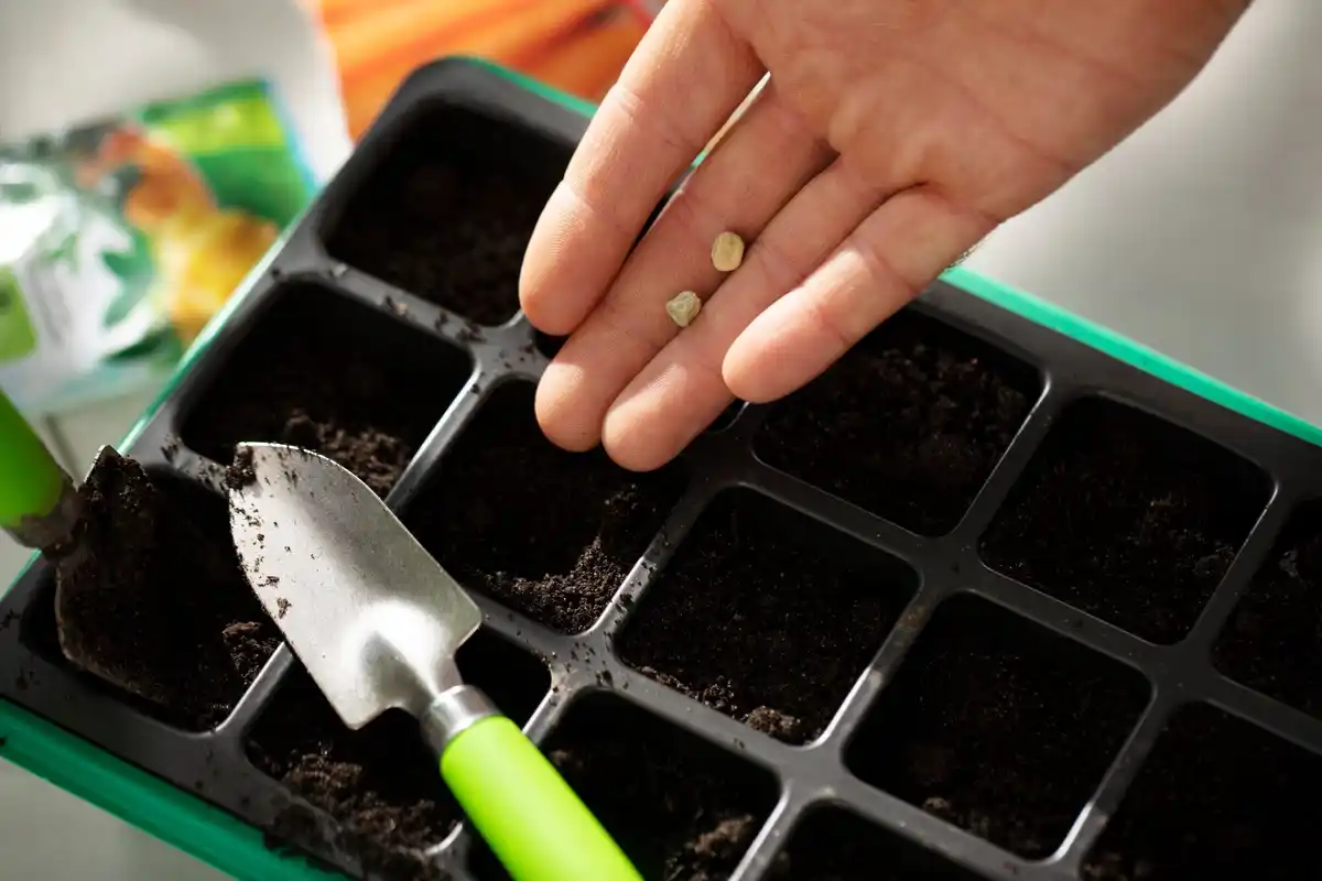 vegetable seed sowing garden close up soil watering
