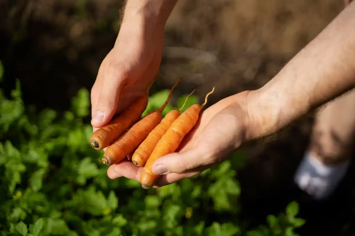carrots growing in garden soil