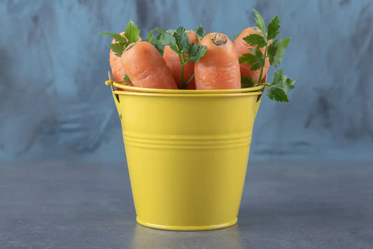 watering carrot garden with watering can