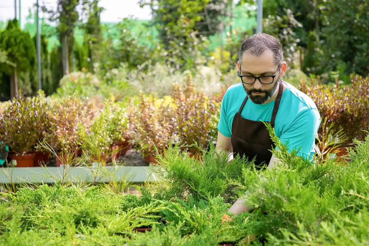 Dutch vegetable garden diverse planting