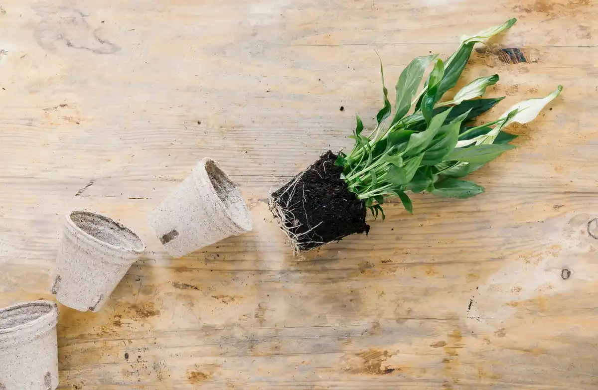 balcony herb garden small pots