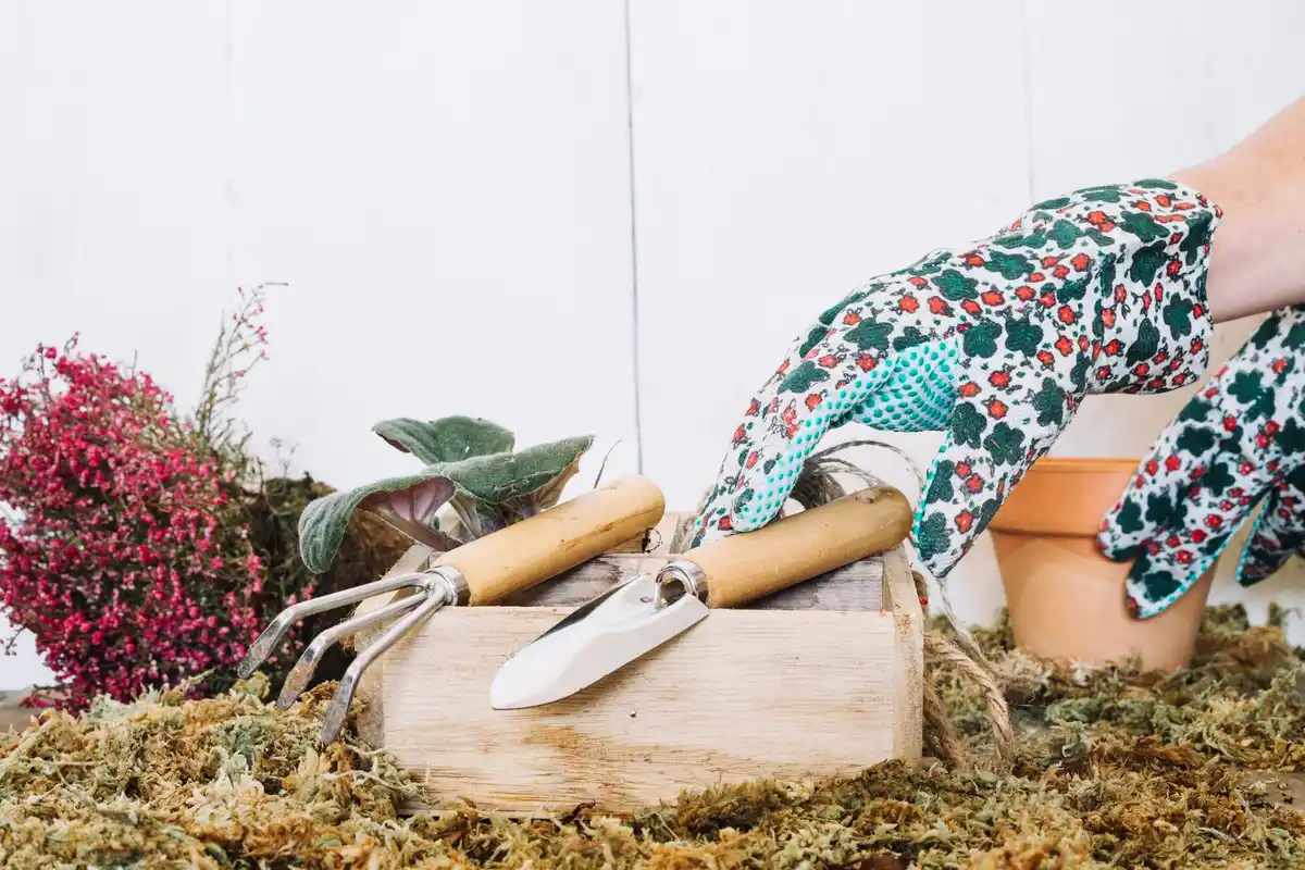spring vegetable garden planting Netherlands