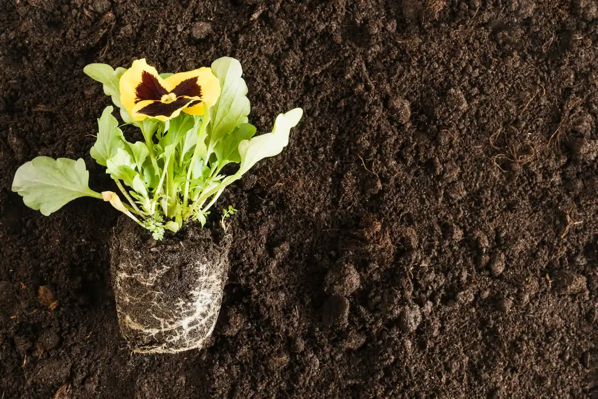 spring vegetable garden lettuce seedling