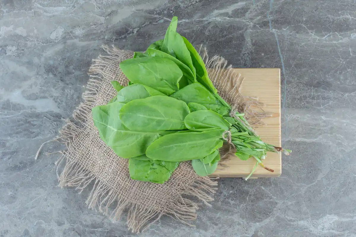 fresh spring spinach leaves garden harvest