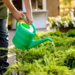 lush green Dutch lawn summer watering maintenance