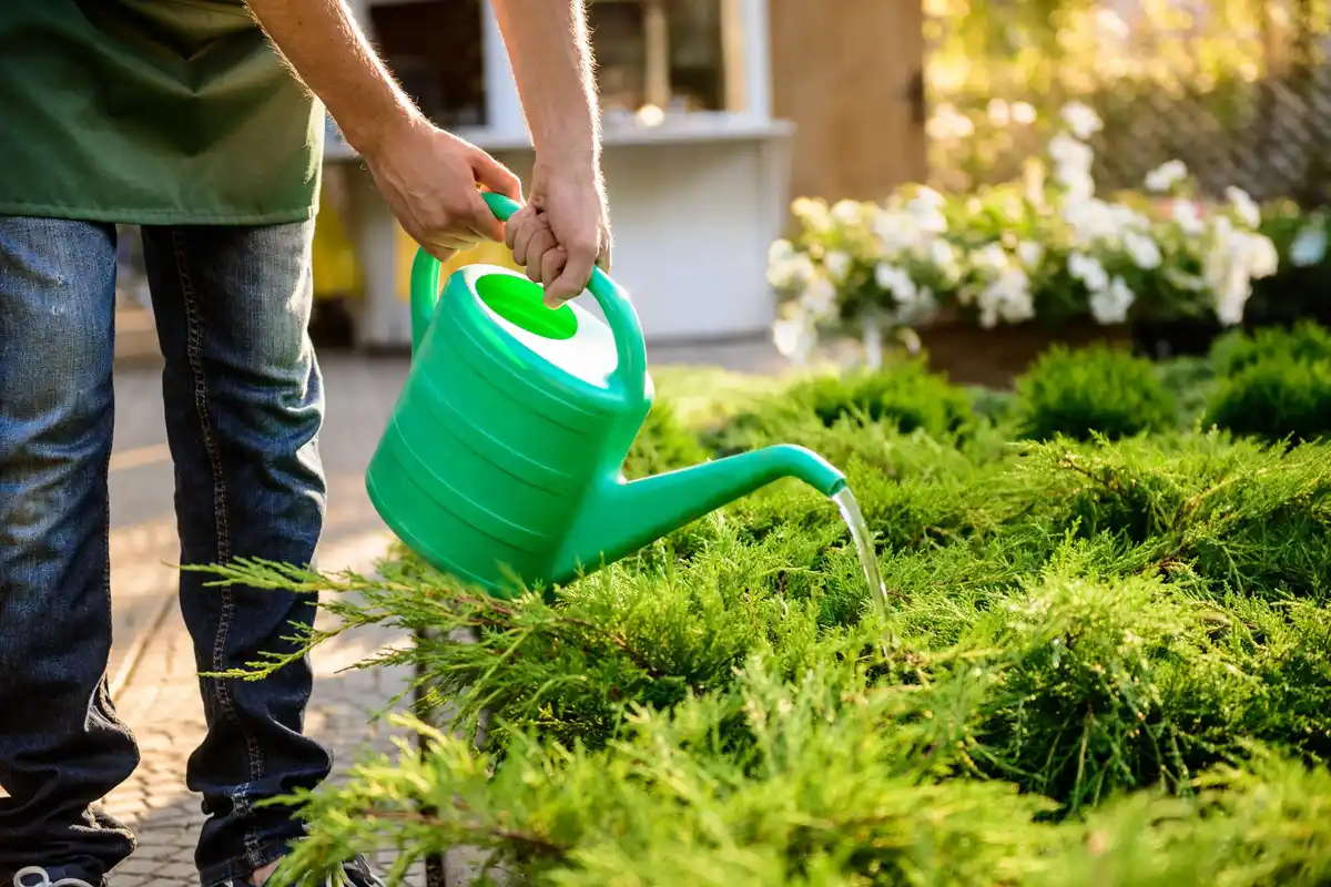 lush green Dutch lawn summer watering maintenance