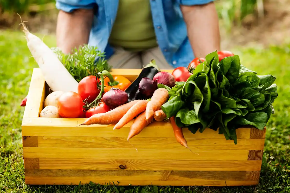 homegrown vegetable garden backyard fresh harvest