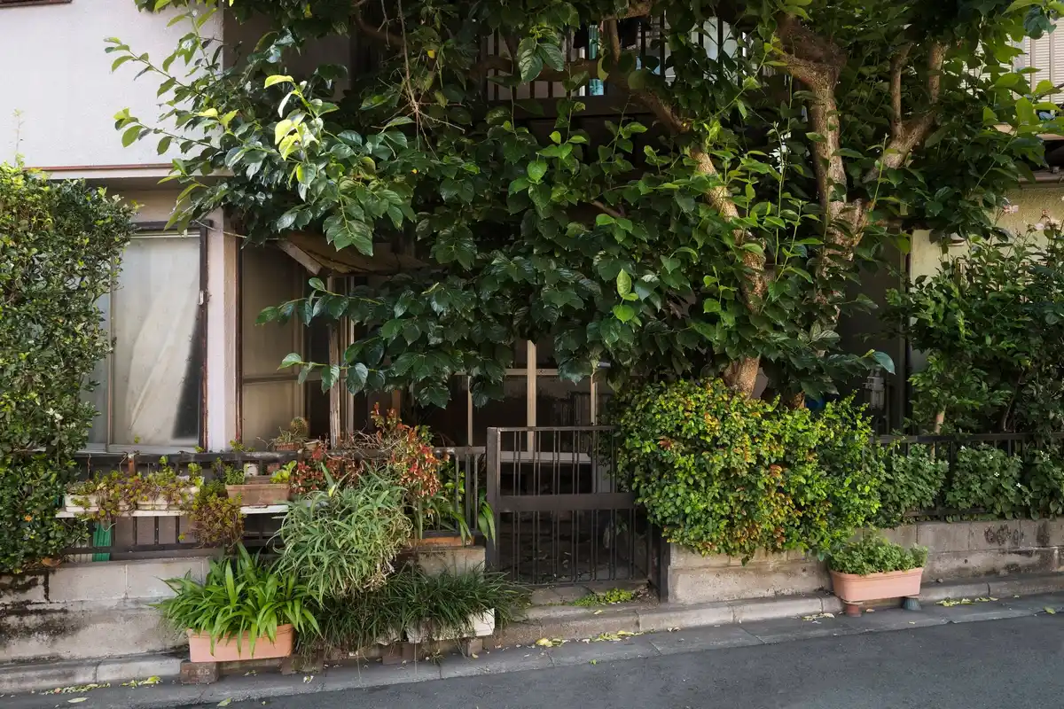 small vegetable garden in urban backyard