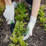 vegetable garden early sowing spring