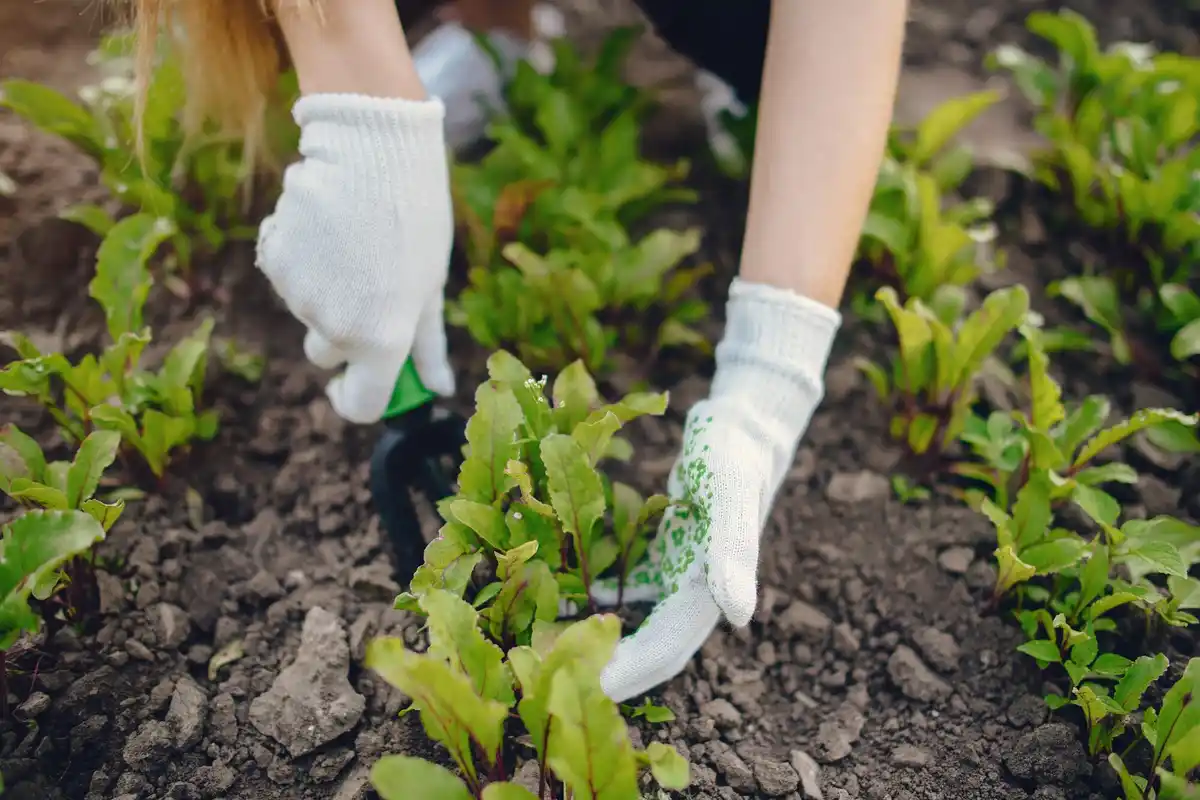 vegetable garden early sowing spring
