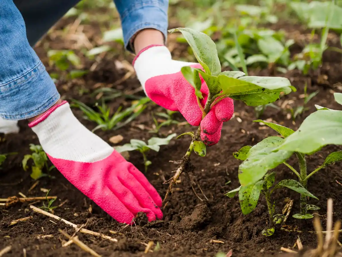 late sowing vegetables garden