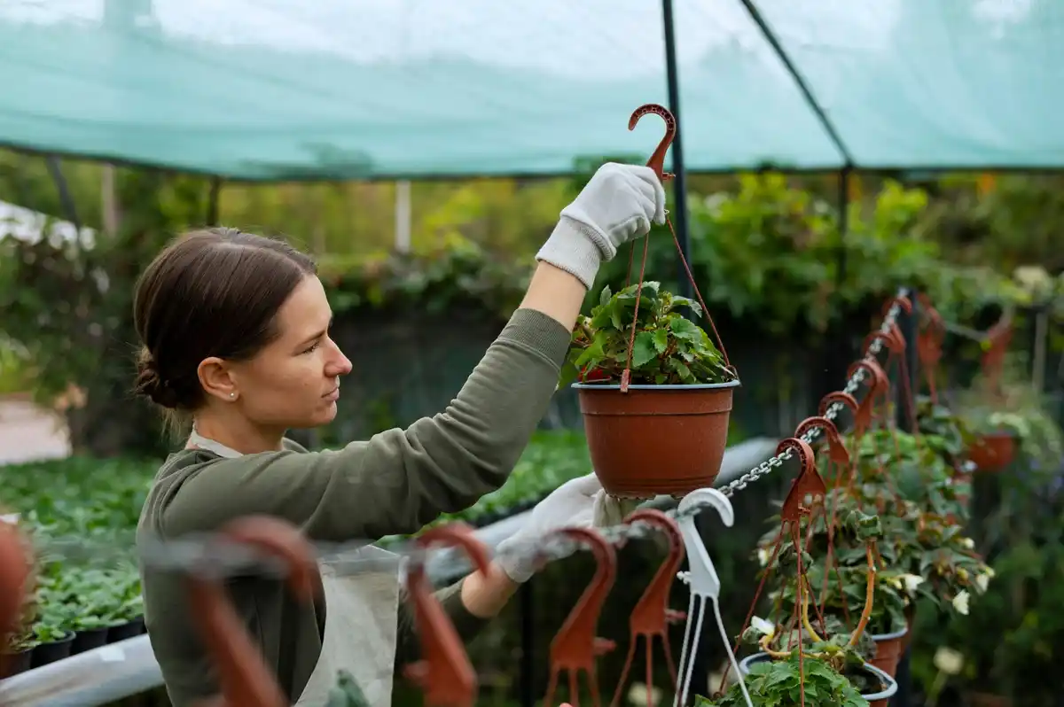 dutch vegetable garden watering and pest control healthy plants