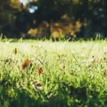 Dutch lawn green grass garden care sunny spring day