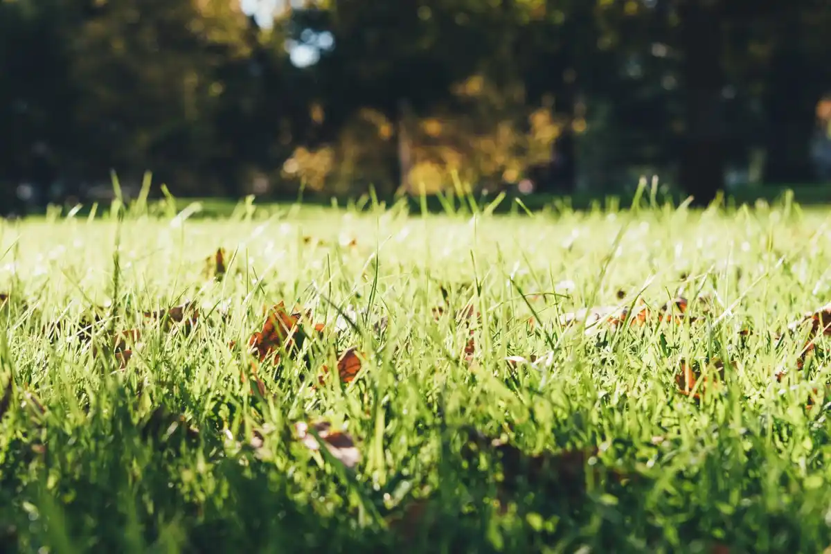 Dutch lawn green grass garden care sunny spring day