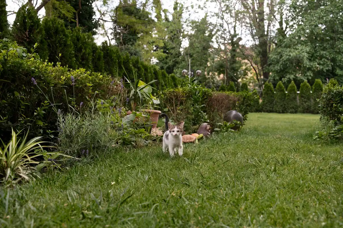lush green Dutch garden lawn maintenance