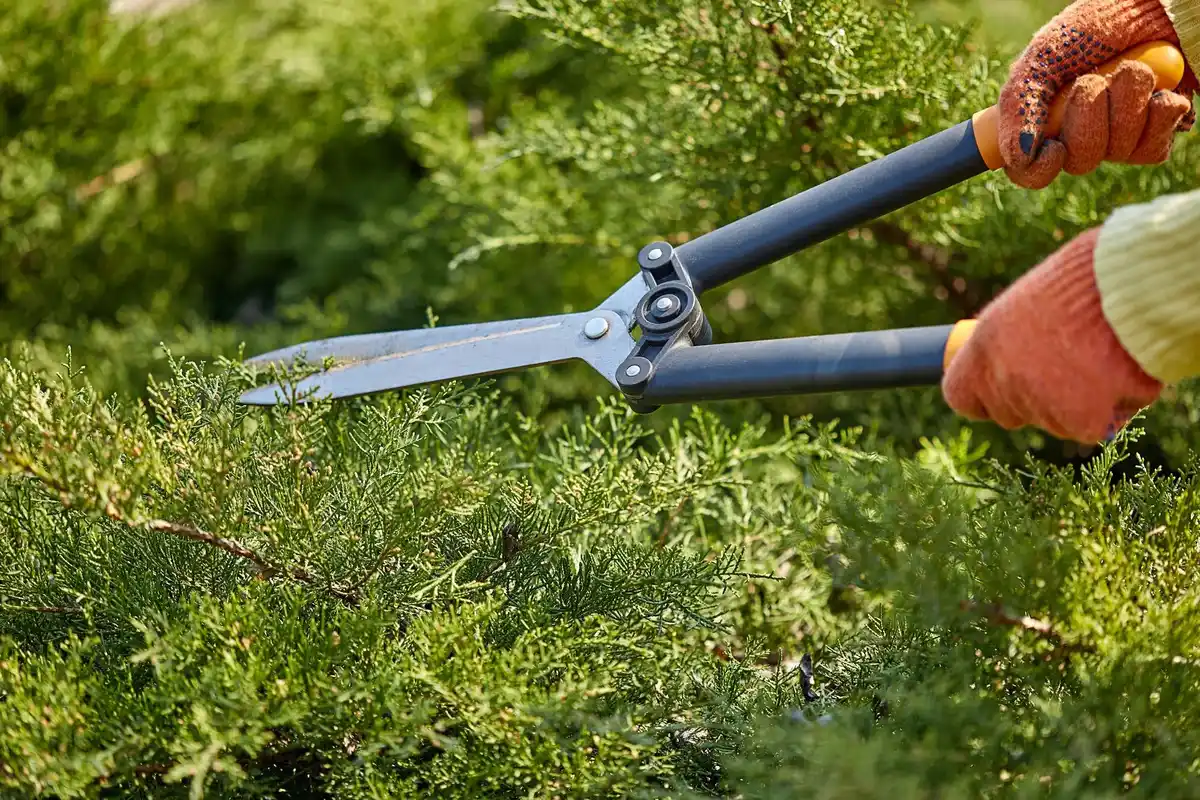 sharp lawn mower blades cutting grass