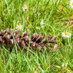 Dutch garden lawn weeds prevention healthy grass close-up