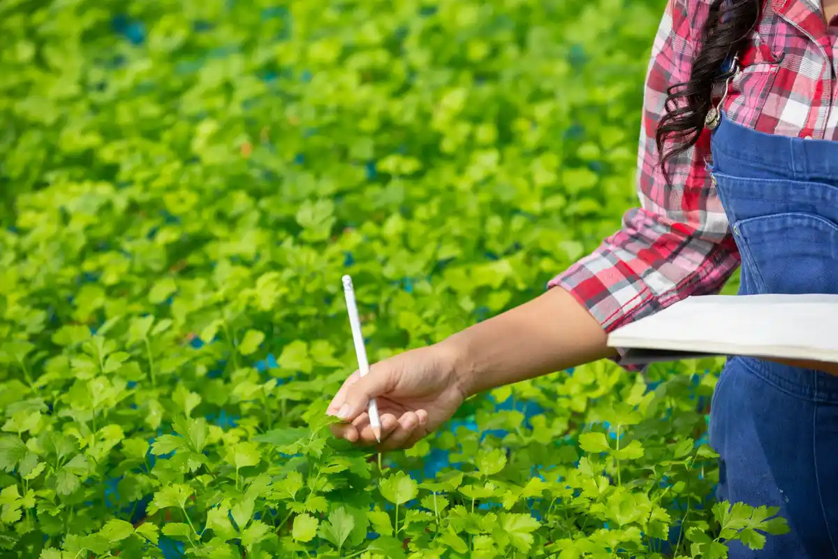 Dutch garden patch weeds prevention