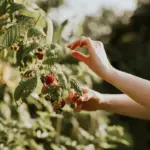 fresh healthy berry bushes harvest garden net sunlight