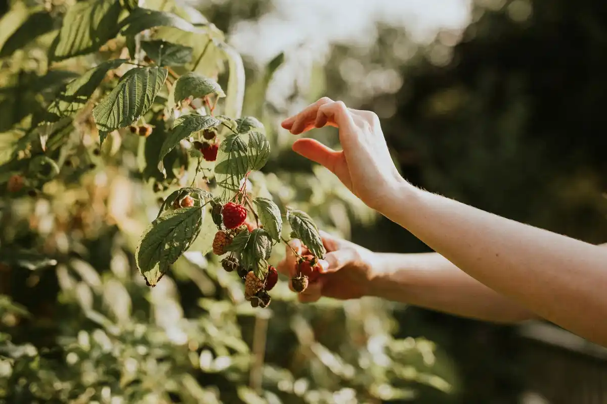 fresh healthy berry bushes harvest garden net sunlight