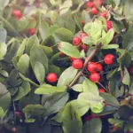Dutch garden berries fresh ripe harvest sunny day