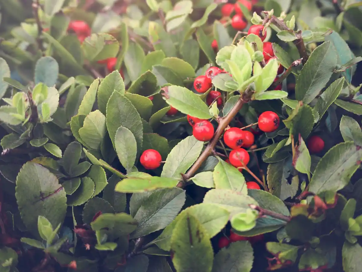 Dutch garden berries fresh ripe harvest sunny day