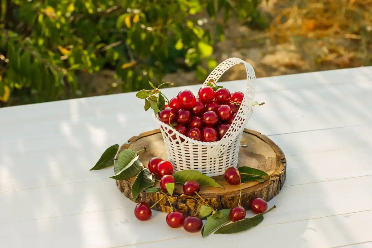 Dutch garden berries fresh harvest