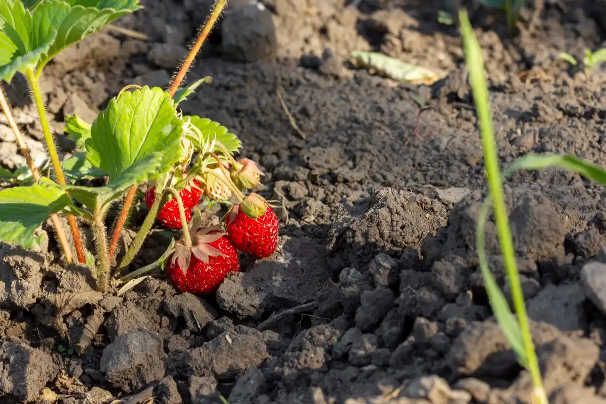 Fresh strawberries growing in a Dutch backyard garden