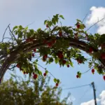 damaged fruit bushes garden Netherlands