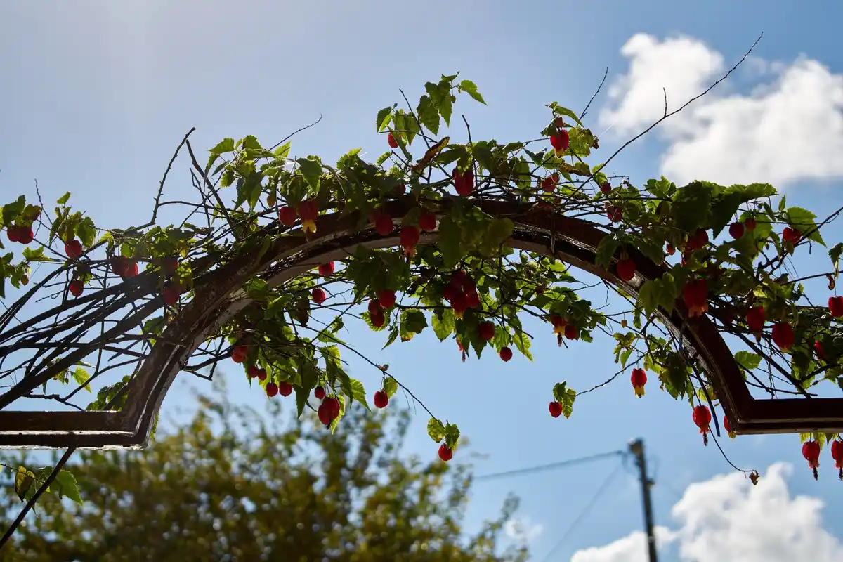 damaged fruit bushes garden Netherlands