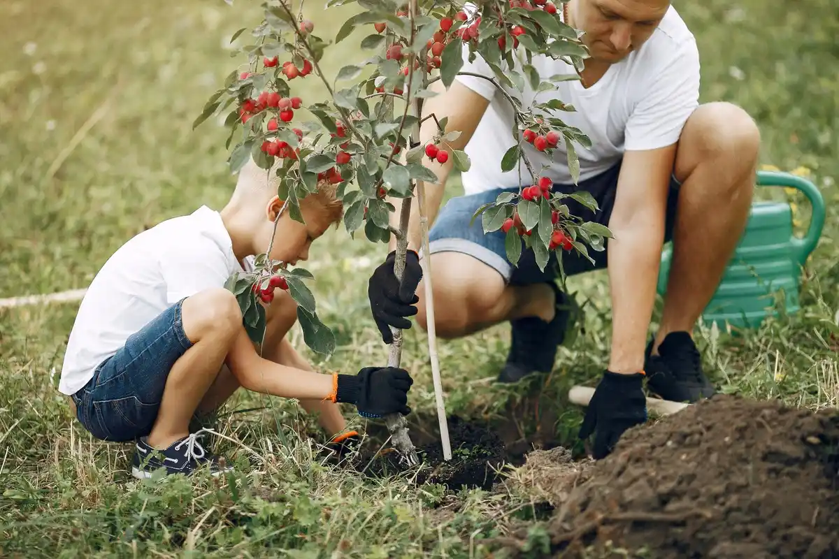 fruit tree planting mistakes Netherlands backyard