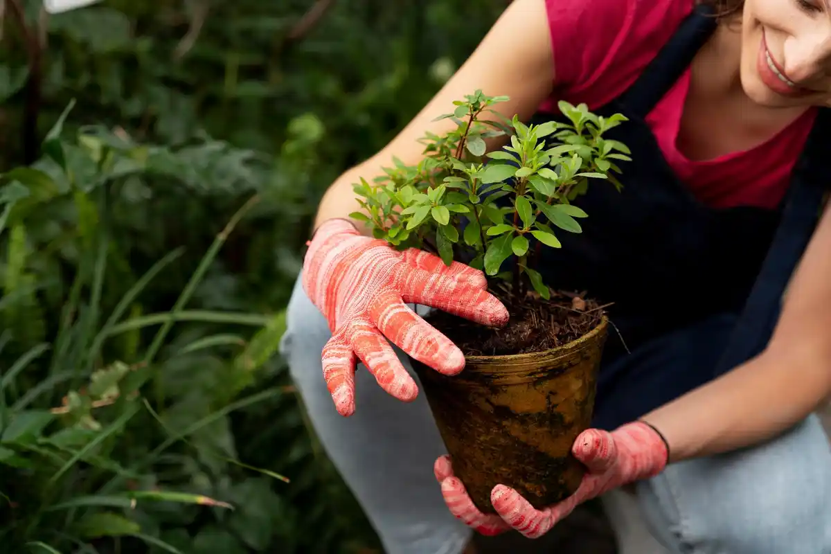 planting young fruit tree correct depth gardening