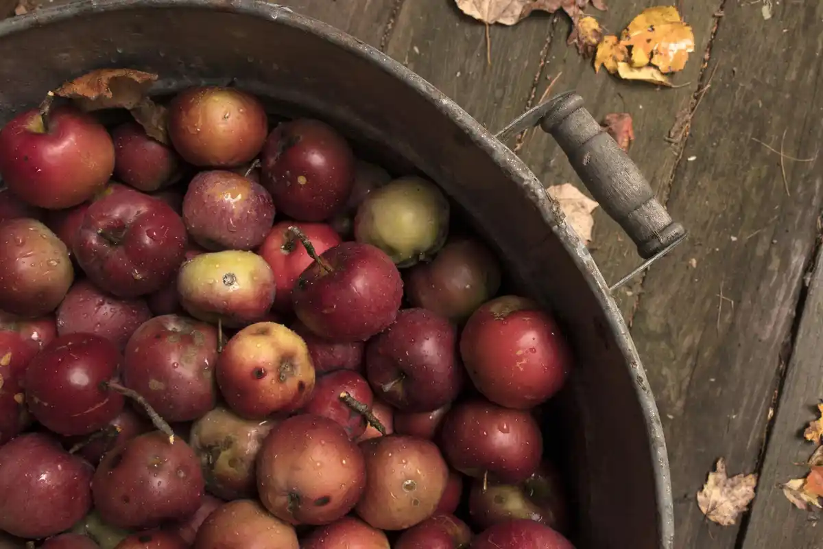 Dutch apple orchard ripe apples after rain